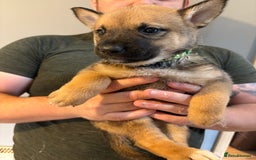 Mixed Breed dogs for sale: Siberian husky cross belgian malinois - Image 4
