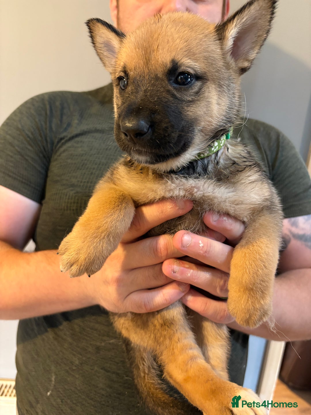 Mixed Breed dogs for sale: Siberian husky cross belgian malinois - Image 4