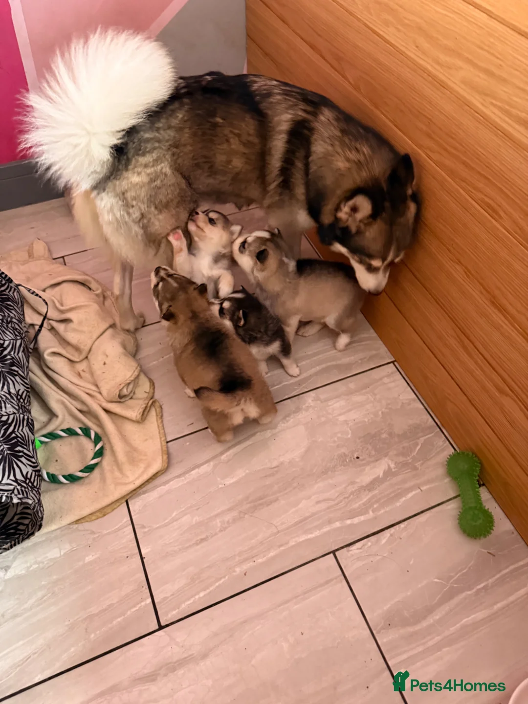 Pomsky dogs for sale: 6 beautiful pomsky 3 girls 3 boys stunning marking - Advert 1