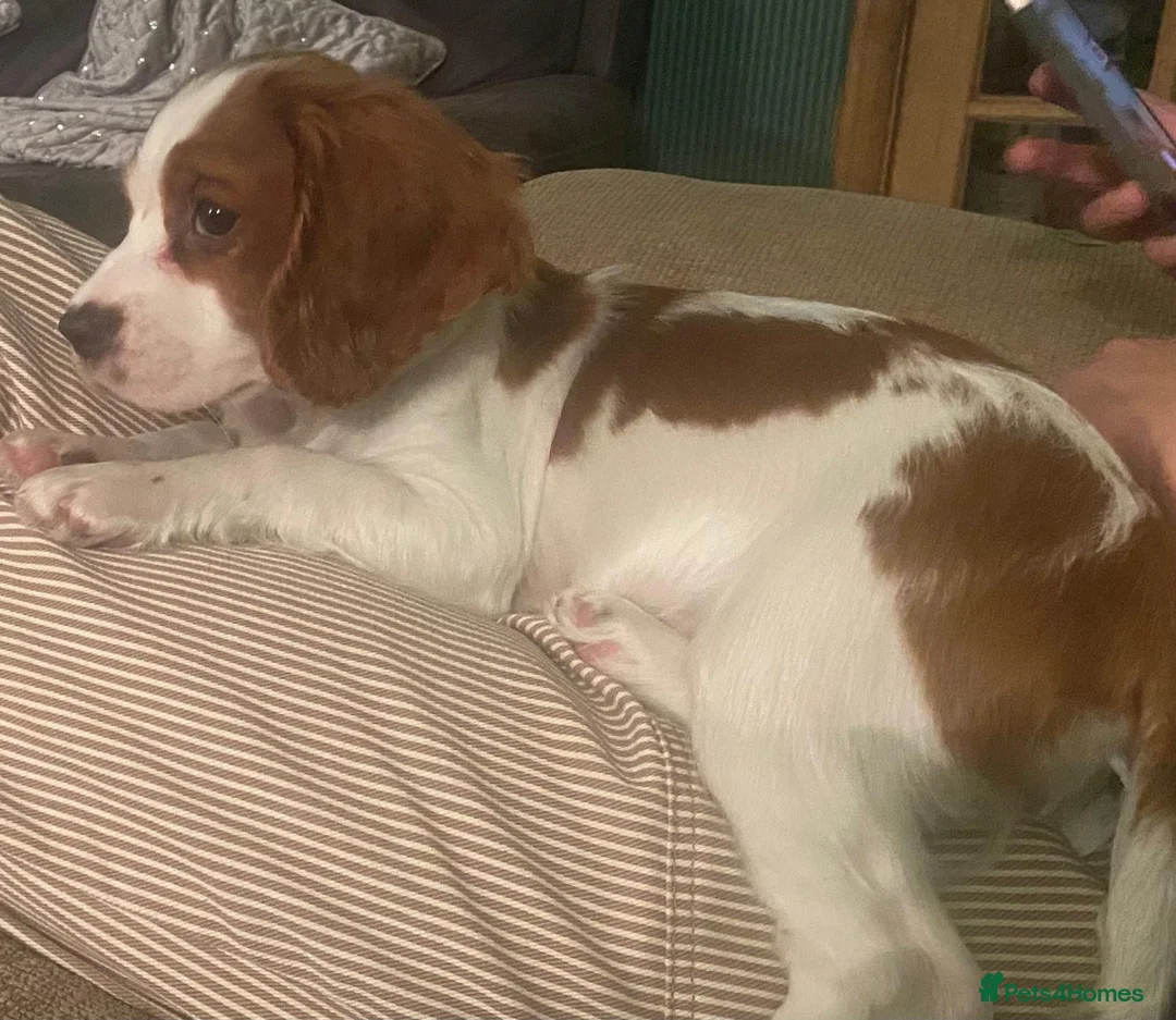 Cockalier dogs for sale: Lovely Cockalier Puppies- NOW FULLY VACCINATED - Advert 2