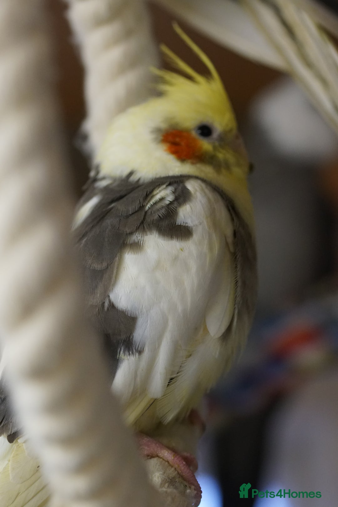 Cockatiels birds for sale: Cockatiels Mixed Genders  - Advert 25