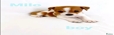 Milo
