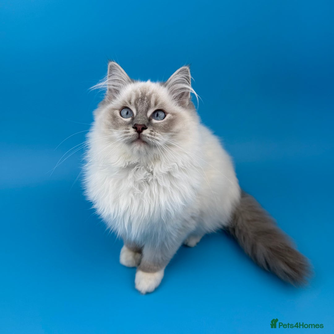 Ragdoll cats for sale: 💙 STUNNING GCCF GRCH SIRED RAGDOLL KITTENS 💙 - Advert 19