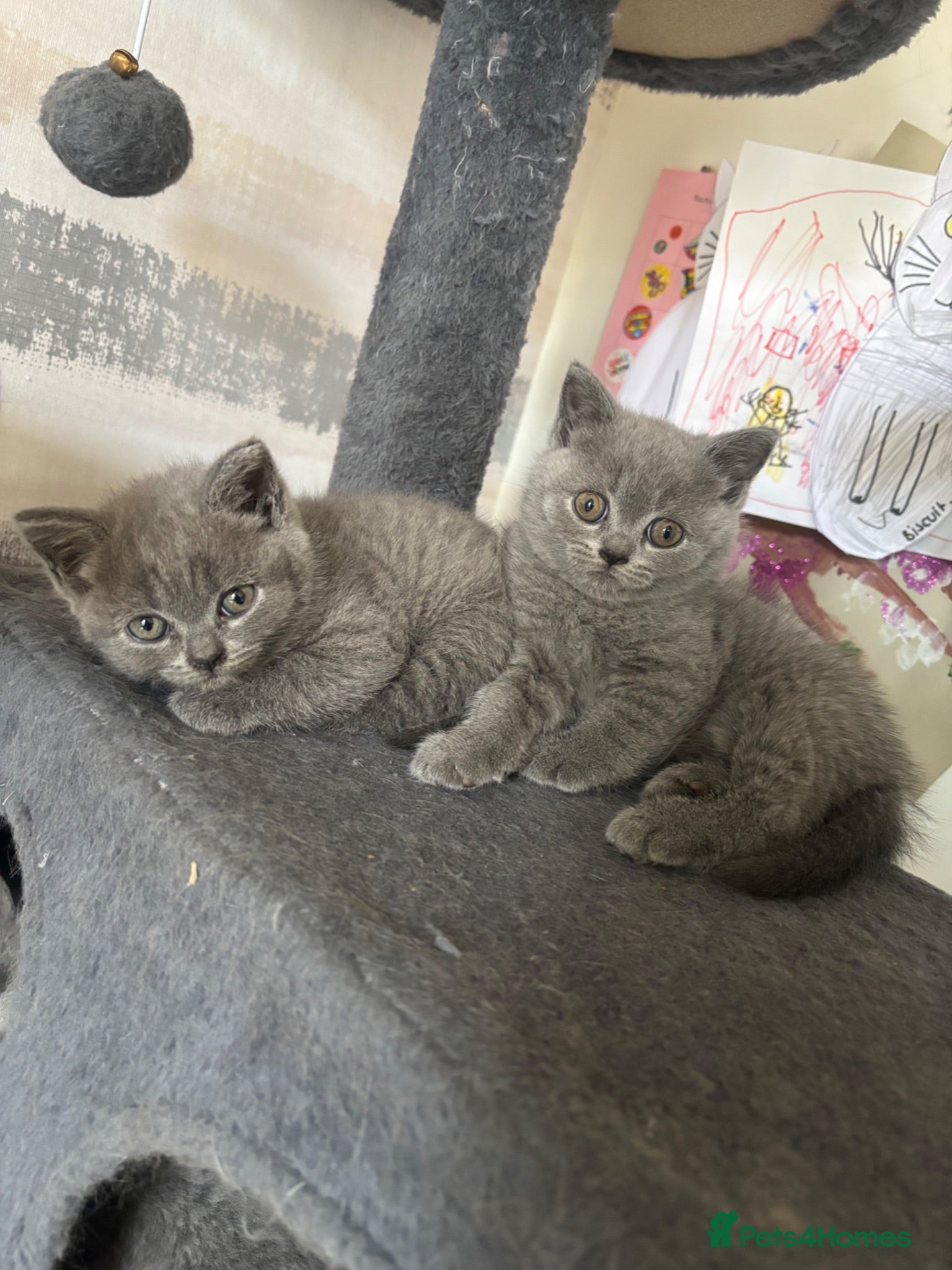 British Shorthair cats British Blue & Lilac Shorthair Kittens - Advert 13