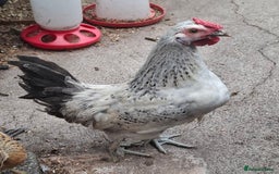 Chickens poultry for sale: Cream legbars and mixed Cockerels  - Image 3