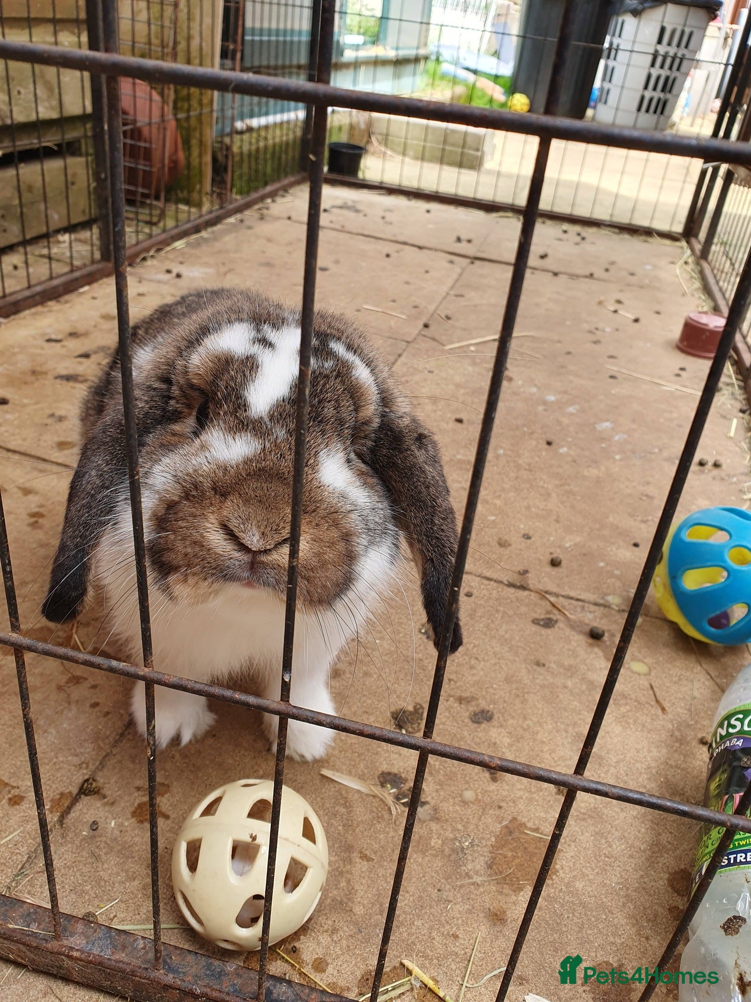 Mini Lop rabbits for sale: Spayed/neutered rabbits for adoption Vac rhd2 - Advert 1