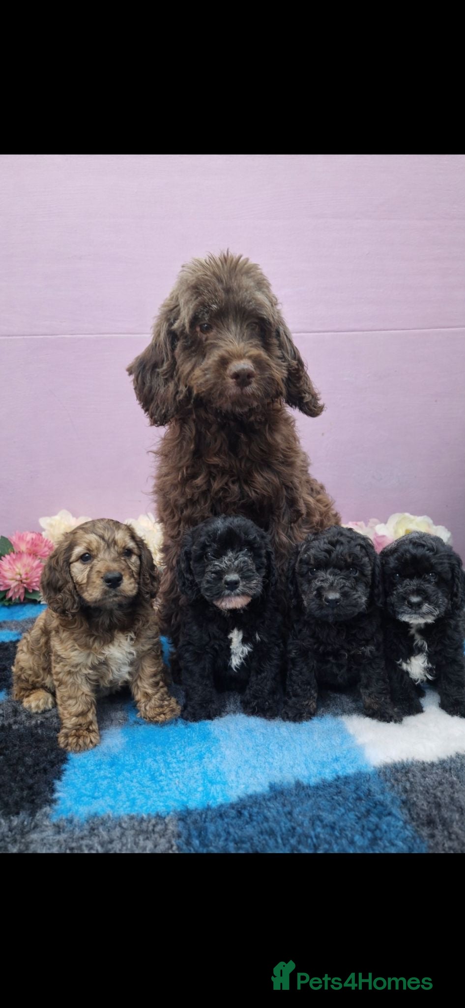 Cockapoo dogs Cockapoo puppys - Advert 9