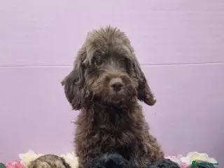 Cockapoo dogs Cockapoo puppys - Advert 9