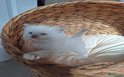 Ragdoll cats for sale: Stunning Ragdoll kittens  - Image 1