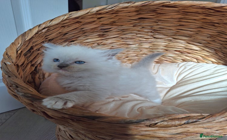 Ragdoll cats - Advert 4
