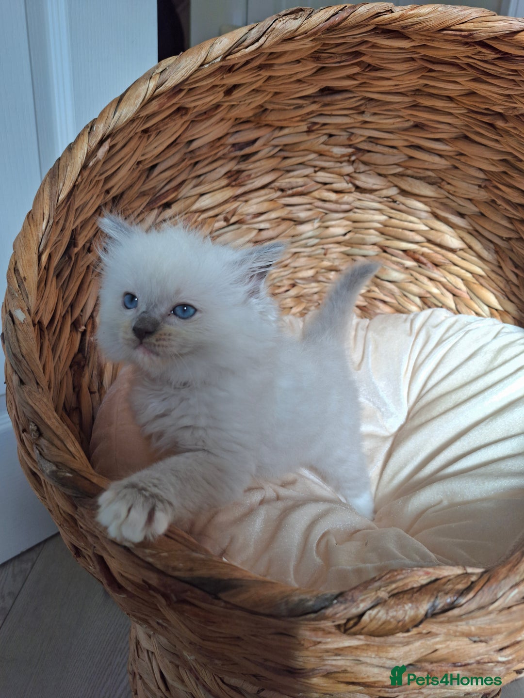 Ragdoll cats for sale: Stunning Ragdoll kittens  - Image 1