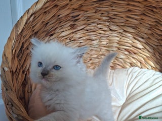 Ragdoll cats - Advert 36