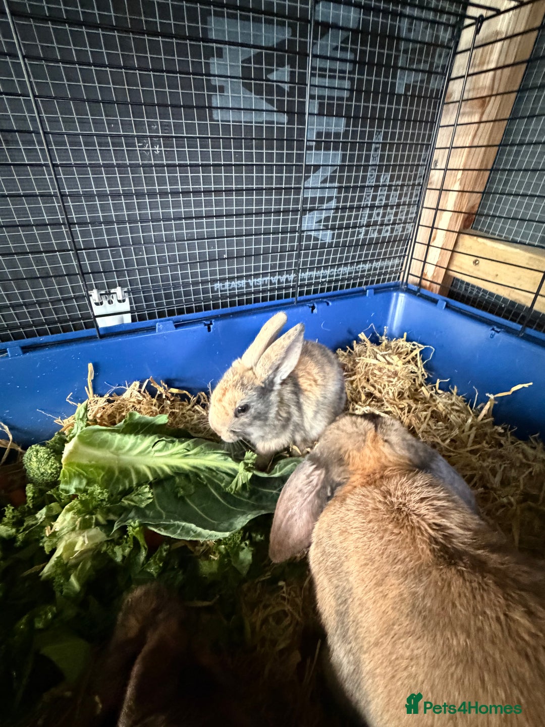 Mixed Breed rabbits for sale: 6 beautiful baby rabbit - Advert 11