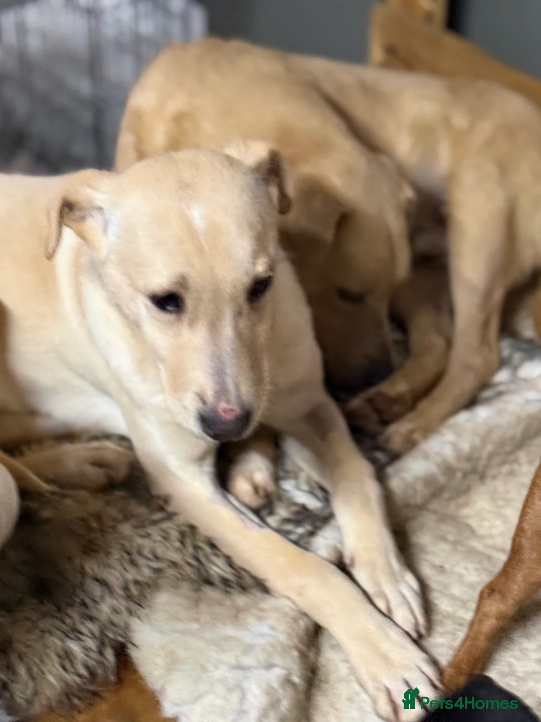 Mixed Breed dogs for adoption: Sweet Locky Looking for LOVE - Advert 7