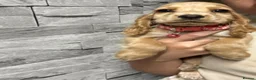 Cocker Spaniel dogs for sale: Show cocker spaniel puppies  - Advert 13