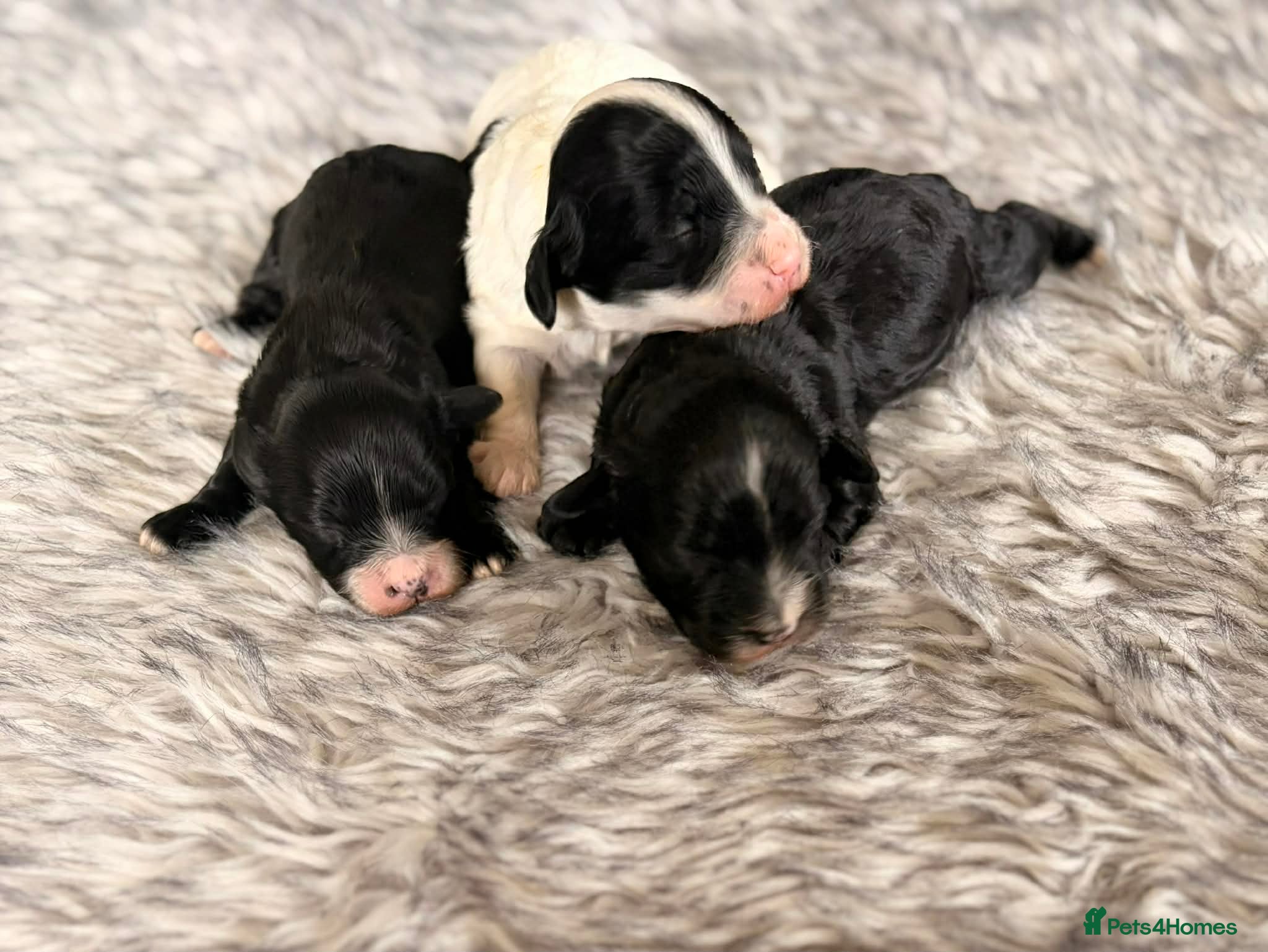Havanese dogs Beautiful pedigree havanese litter for sale - Advert 2