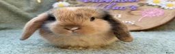 Mini Lop rabbits for sale: 2 mini lop bucks - Advert 7