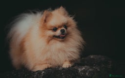 Pomeranian dogs for stud: Prince George Bridgeton 👑 - Image 1