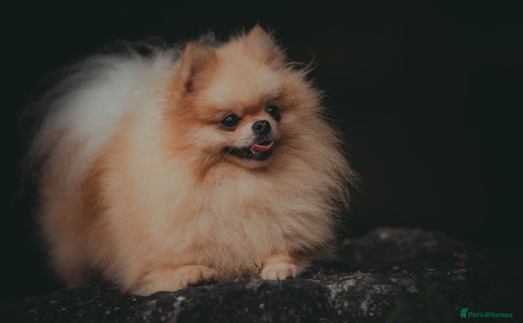 Pomeranian dogs - Advert 1