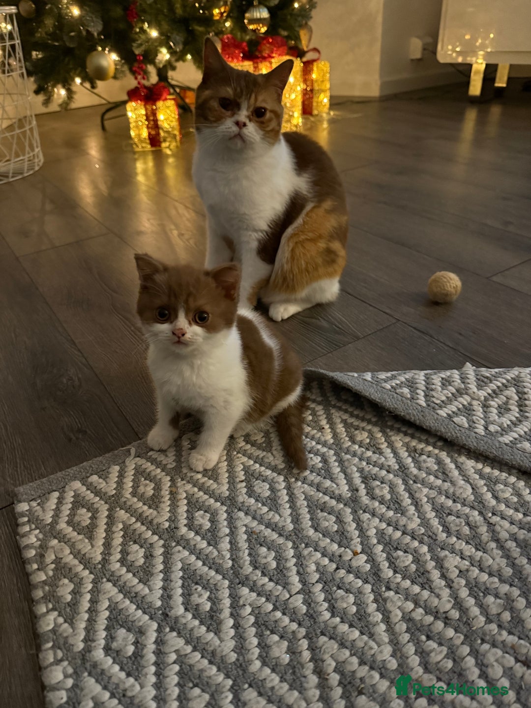 British Shorthair cats for sale: White -chocolate  - Advert 6