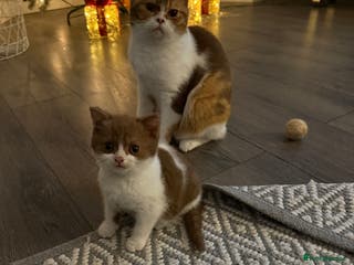 British Shorthair cats White -chocolate kitten reserved - Advert 8