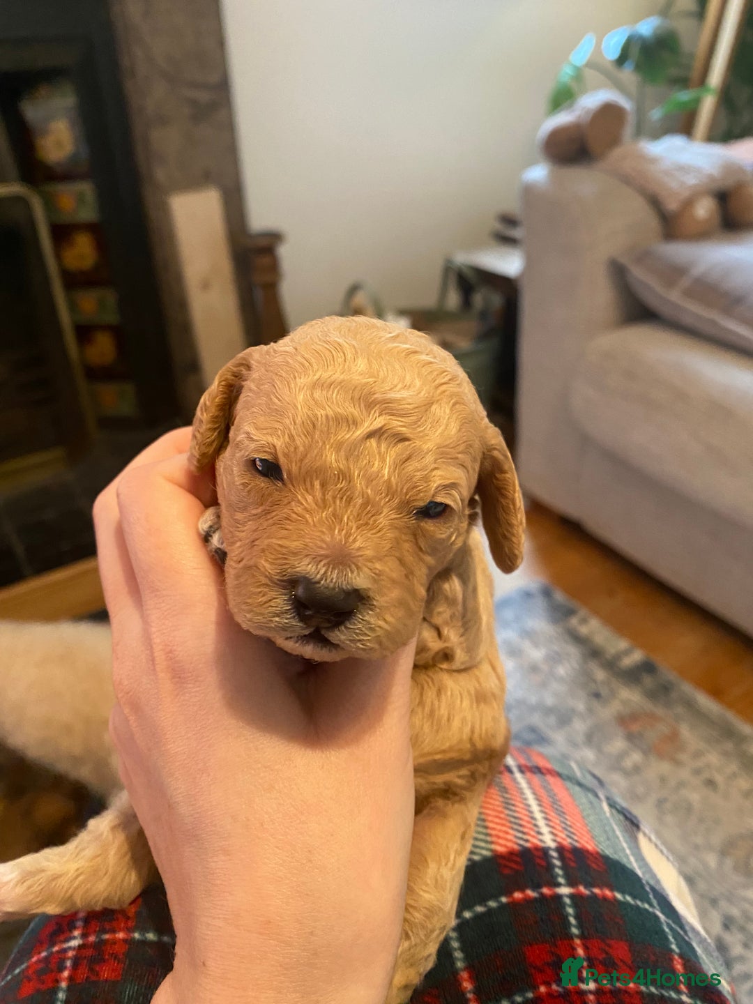 Cavapoochon dogs for sale: 🐾 Adorable F1b Cavapoochon Puppies- Ready Soon!🐾 - Image 10
