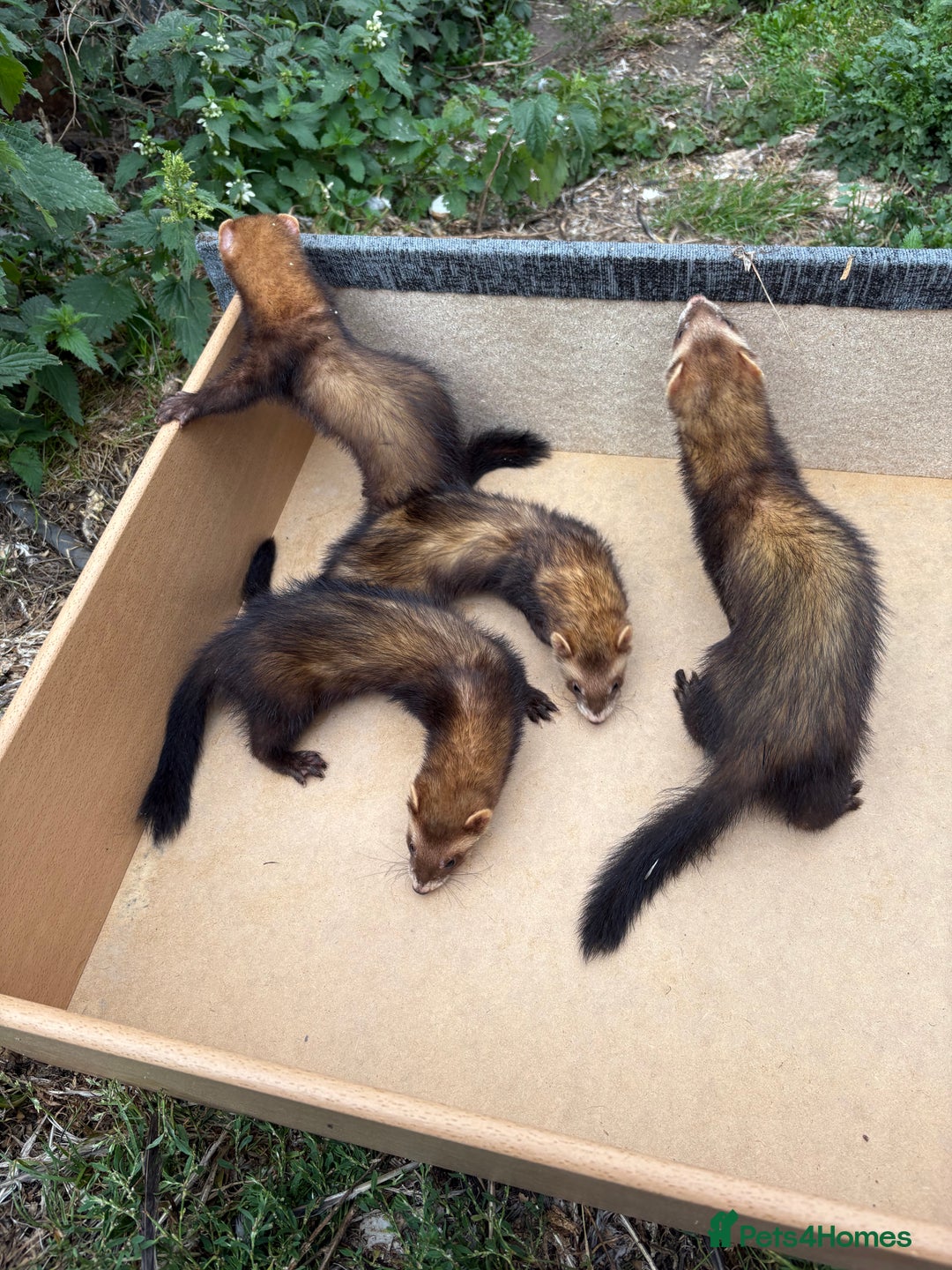 Ferret rodents for sale: Polecats for sale - Image 1