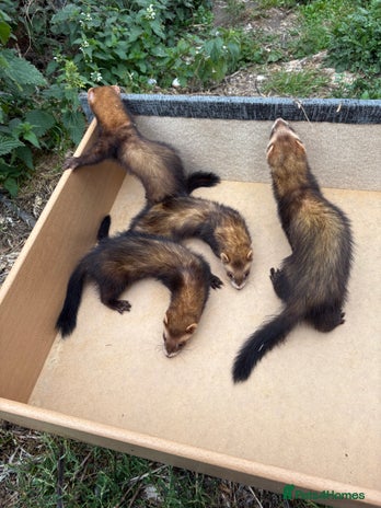 Ferret rodents - Advert 10