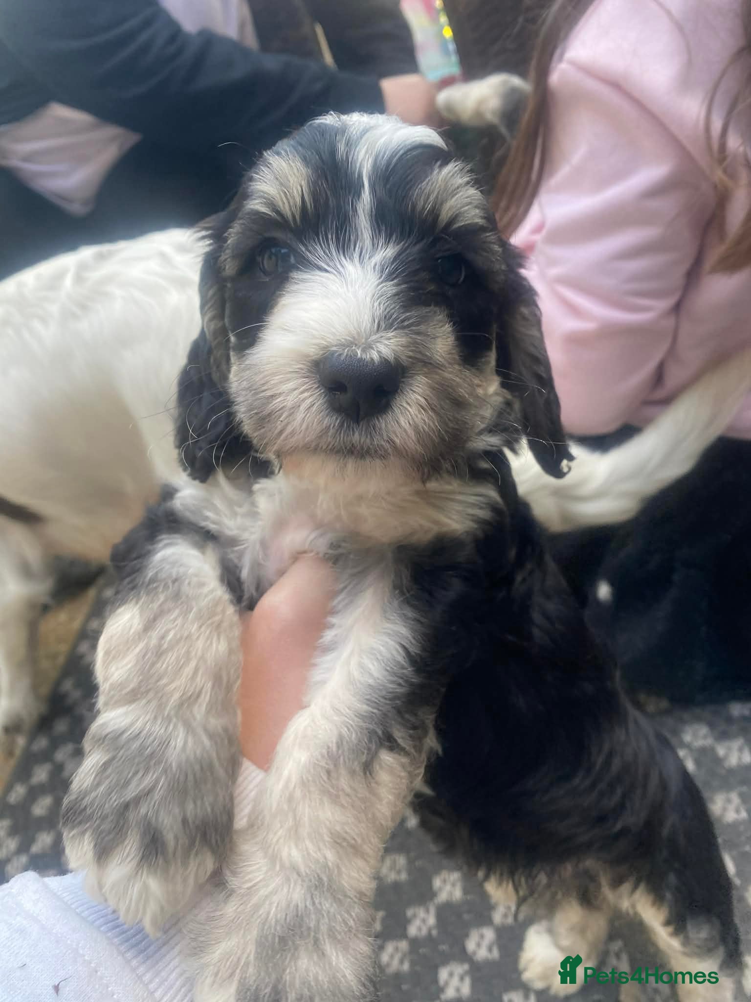 Sproodle dogs 2 male sproodles left, ready next week! 💙 - Advert 3