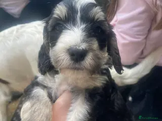 Sproodle dogs 2 male sproodles left, ready next week! 💙 - Advert 3