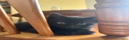 Domestic Shorthair cats for sale: 5 Kittens available  - Advert 7