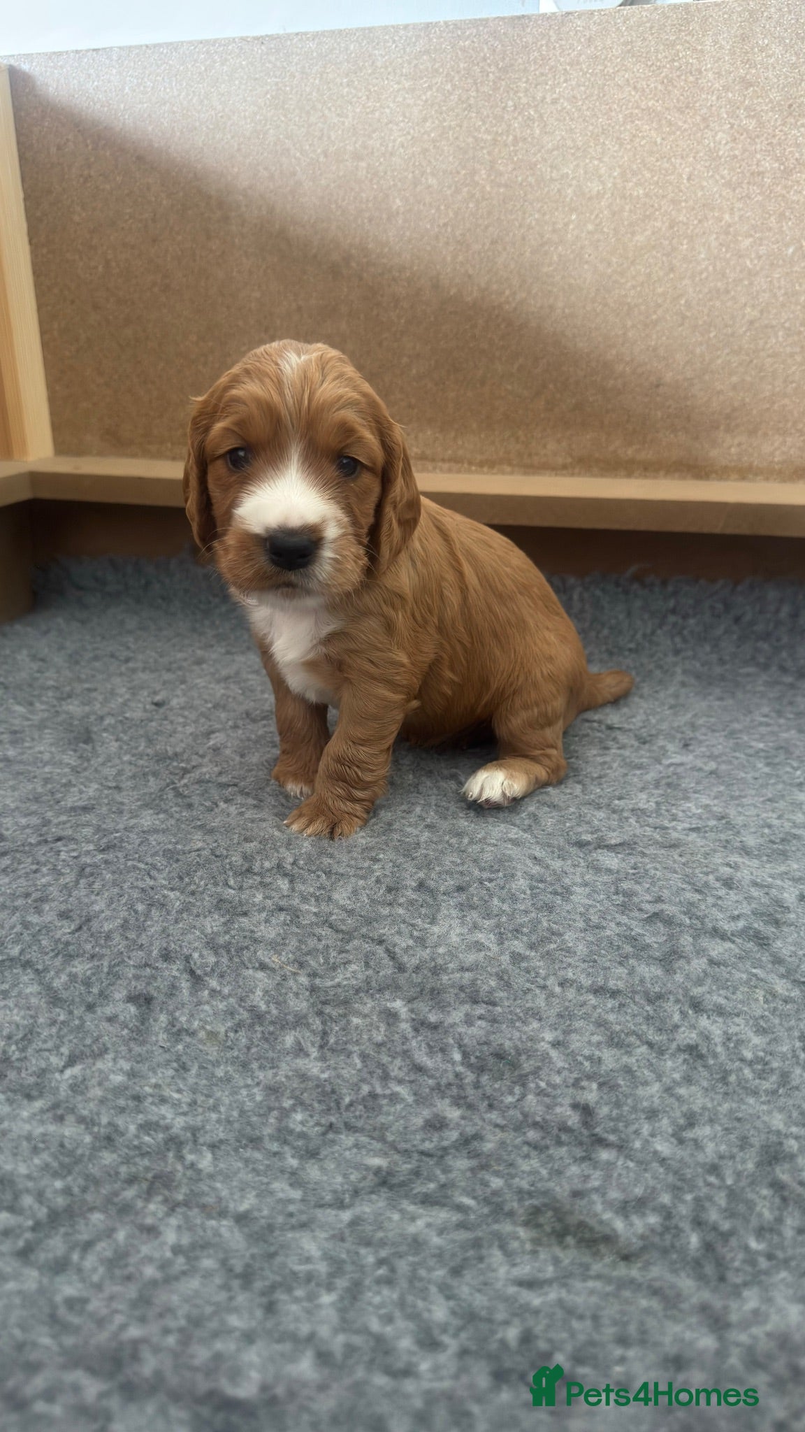 Cocker Spaniel dogs Stunning Working Cocker Spaniel Puppies - Advert 17