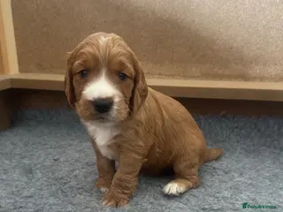Cocker Spaniel dogs Stunning Working Cocker Spaniel Puppies - Advert 17