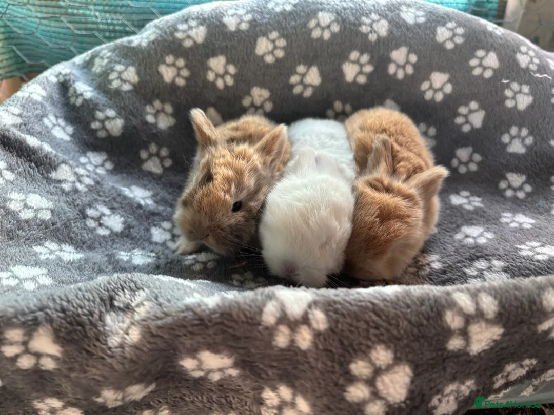 Mini Lop rabbits for sale: 3 beautiful mini lops  - Advert 2