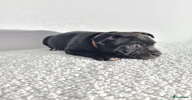 Staffordshire Bull Terrier dogs - Advert 6