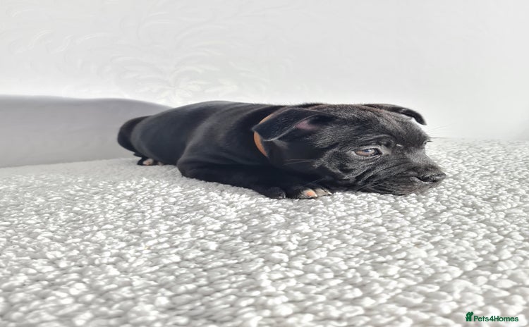 Staffordshire Bull Terrier dogs - Advert 3