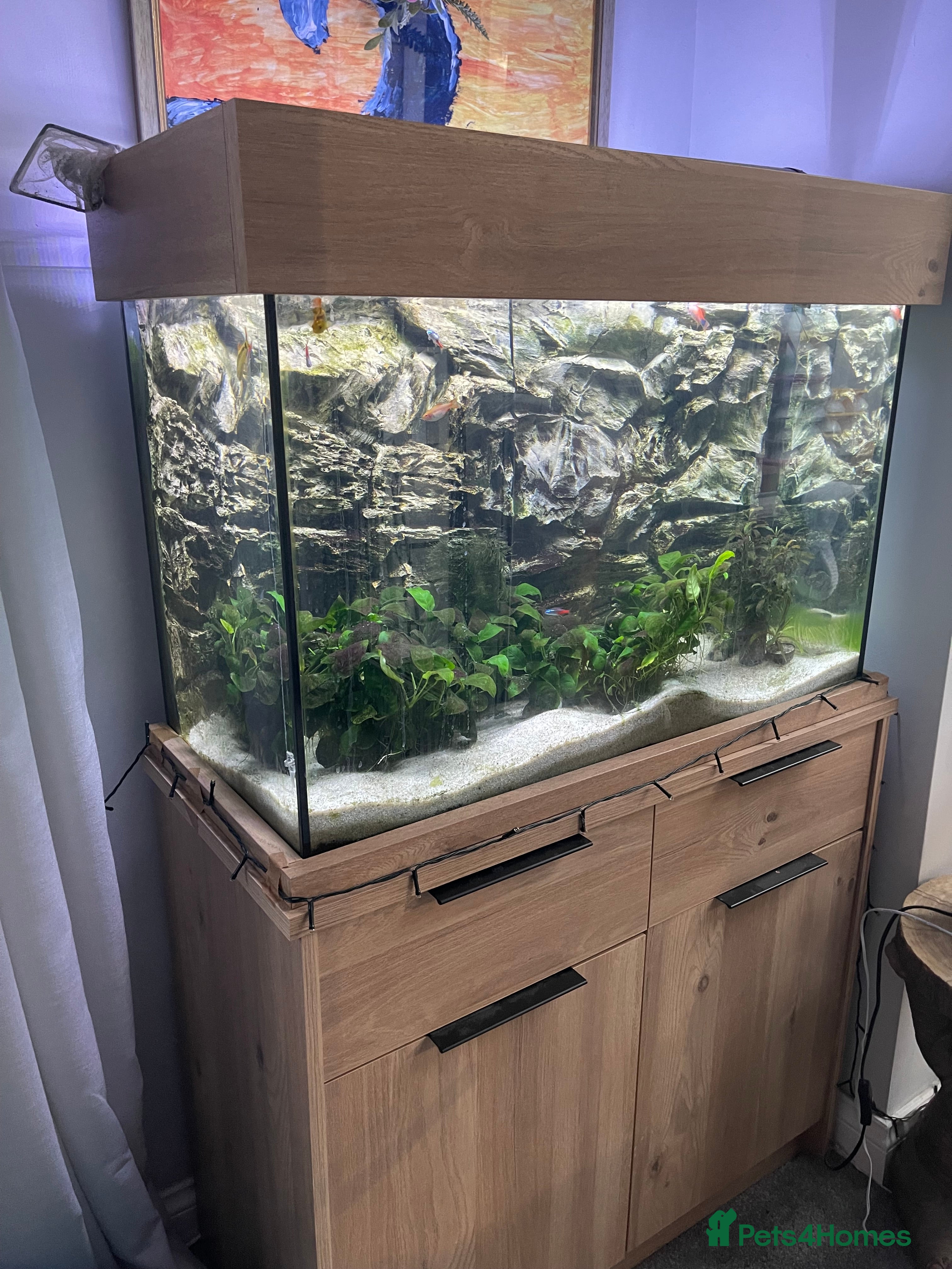Other/Mixed Breed fish Aqua one 45l tank and cabinet full set up - Advert 5