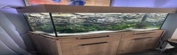 Other/Mixed Breed fish for sale: Aqua one 45l tank and cabinet full set up - Advert 1