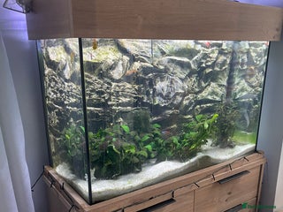 Other/Mixed Breed fish Aqua one 45l tank and cabinet full set up - Advert 1