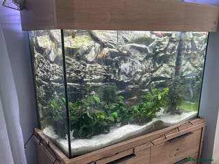 Other/Mixed Breed fish Aqua one 45l tank and cabinet full set up - Advert 12