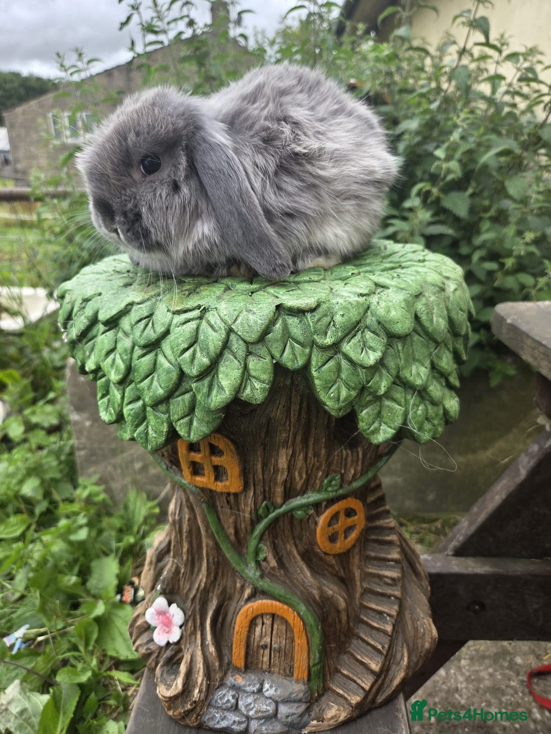 Mini Lop rabbits for sale: Lilac fox mini lop boy - Image 2