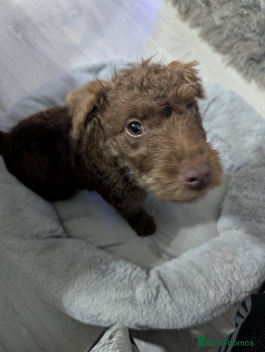 Patterdale Terrier dogs for sale: Pepsi 💩 Poo Needs a New Forever Home  - Advert 4