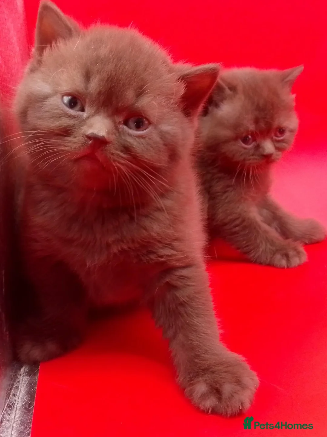 British Shorthair cats for sale: Chocolate/Cinnamon British Shorthair  - Advert 10