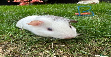 Guinea Pig rodents - Advert 2