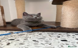 British Shorthair cats for sale: British short hair boy - Image 5