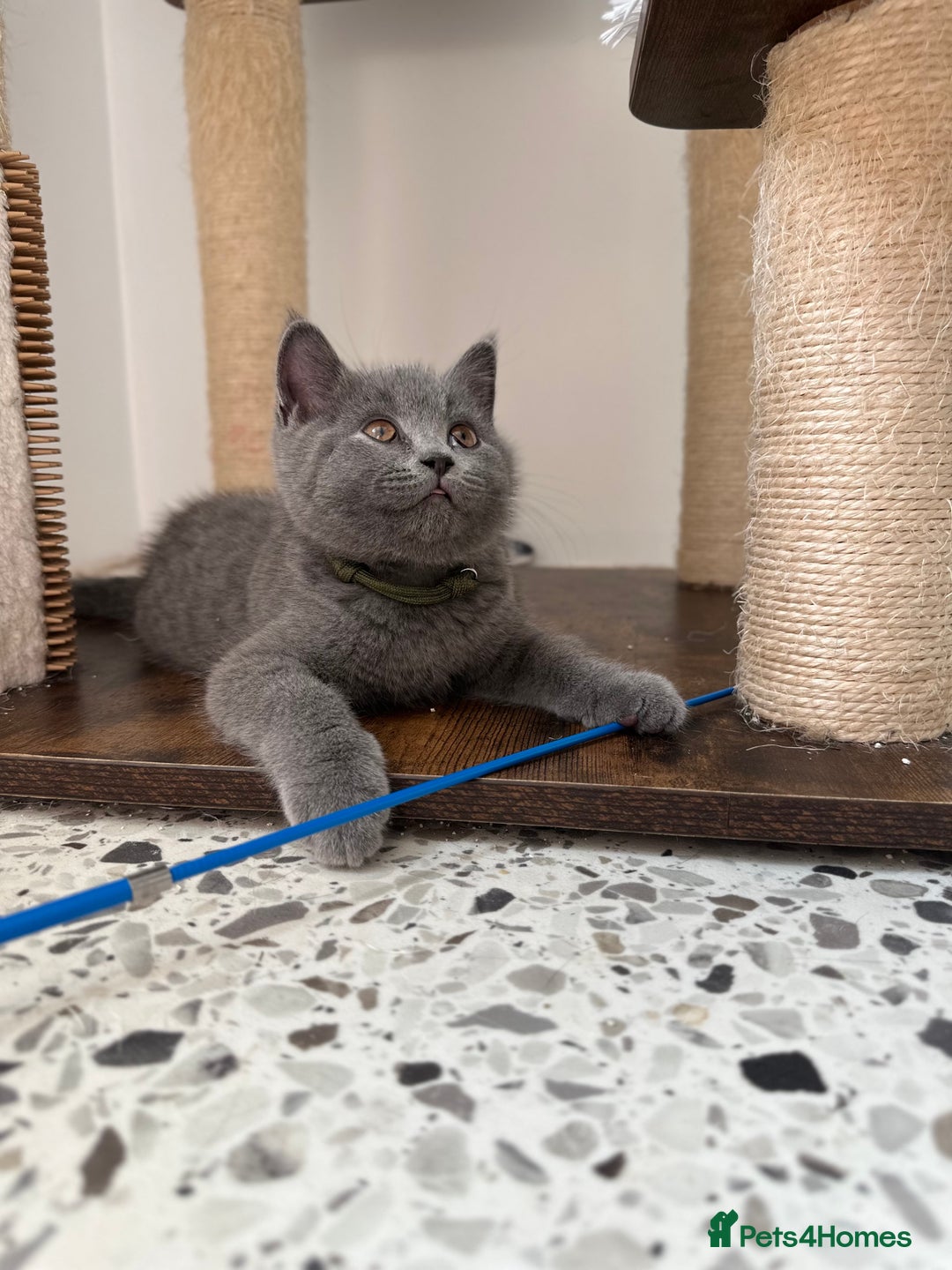 British Shorthair cats for sale: British short hair boy - Image 5