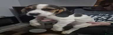 Mixed Breed 2