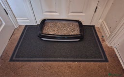 Bombay cats for sale: Two kittens, ginger(male) and black ( female) - Image 10