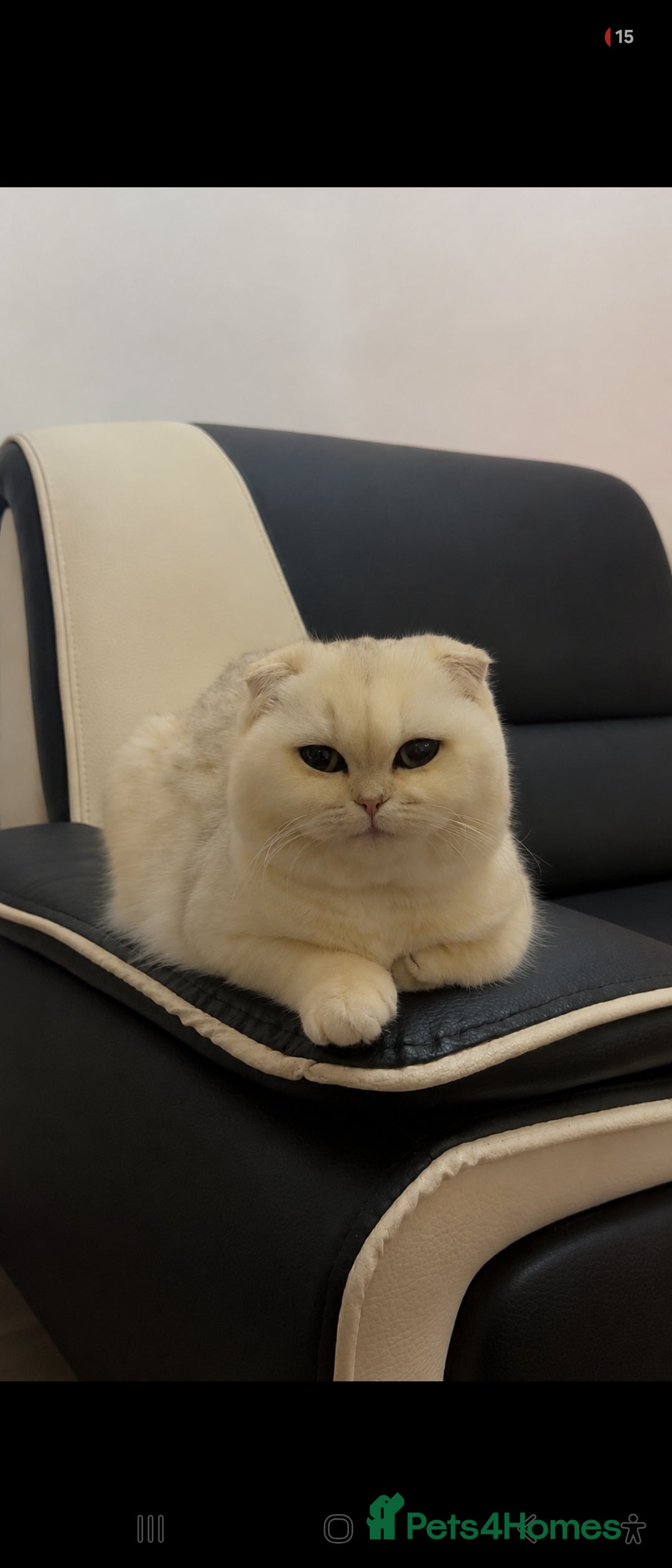 British Shorthair cats British Shorthair+ Scottish Fold - Advert 2