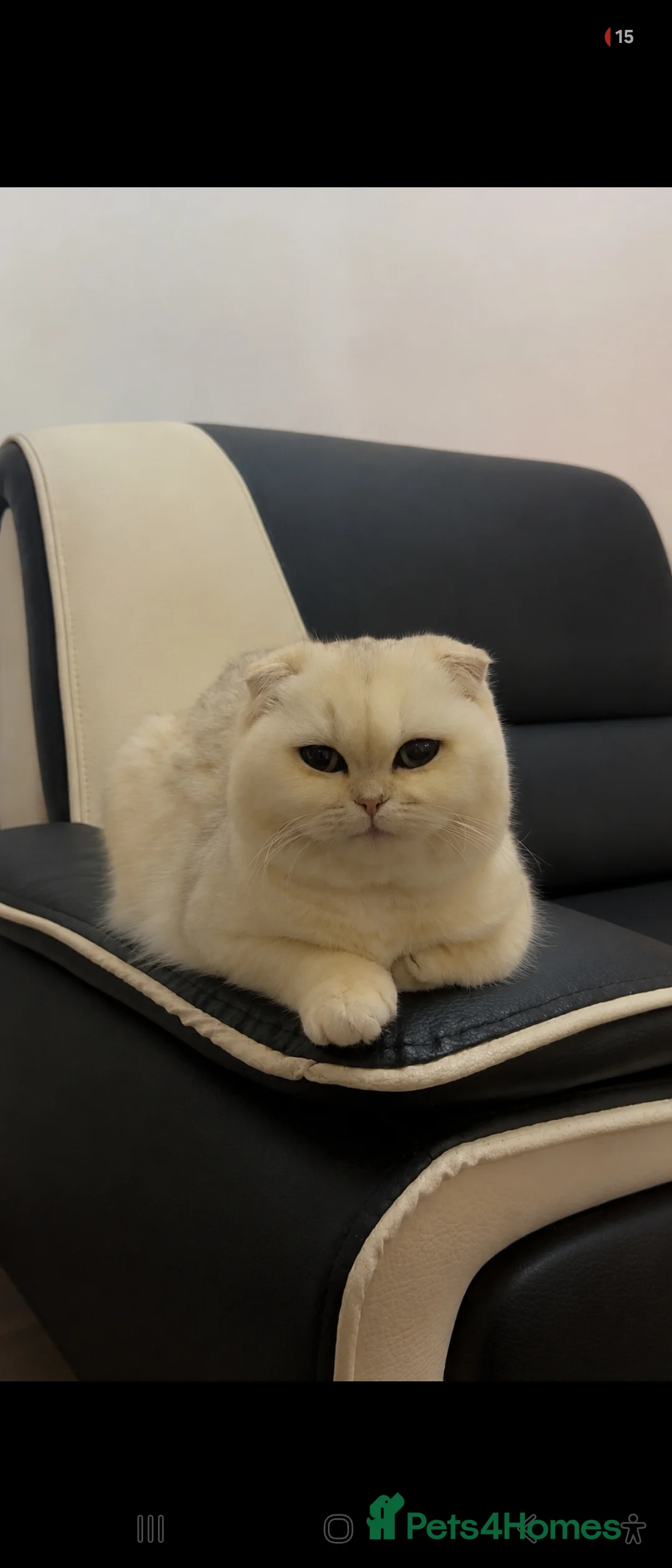 British Shorthair cats for sale: British Shorthair+ Scottish Fold - Advert 2